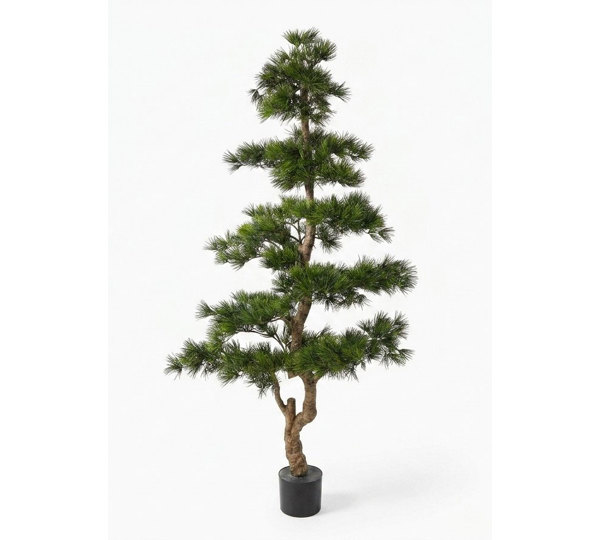 Japanese Black Pine 1.8m UV-rated