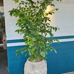 Fish-Tail Palm 2.2m delux - artificial plants, flowers & trees - image 3