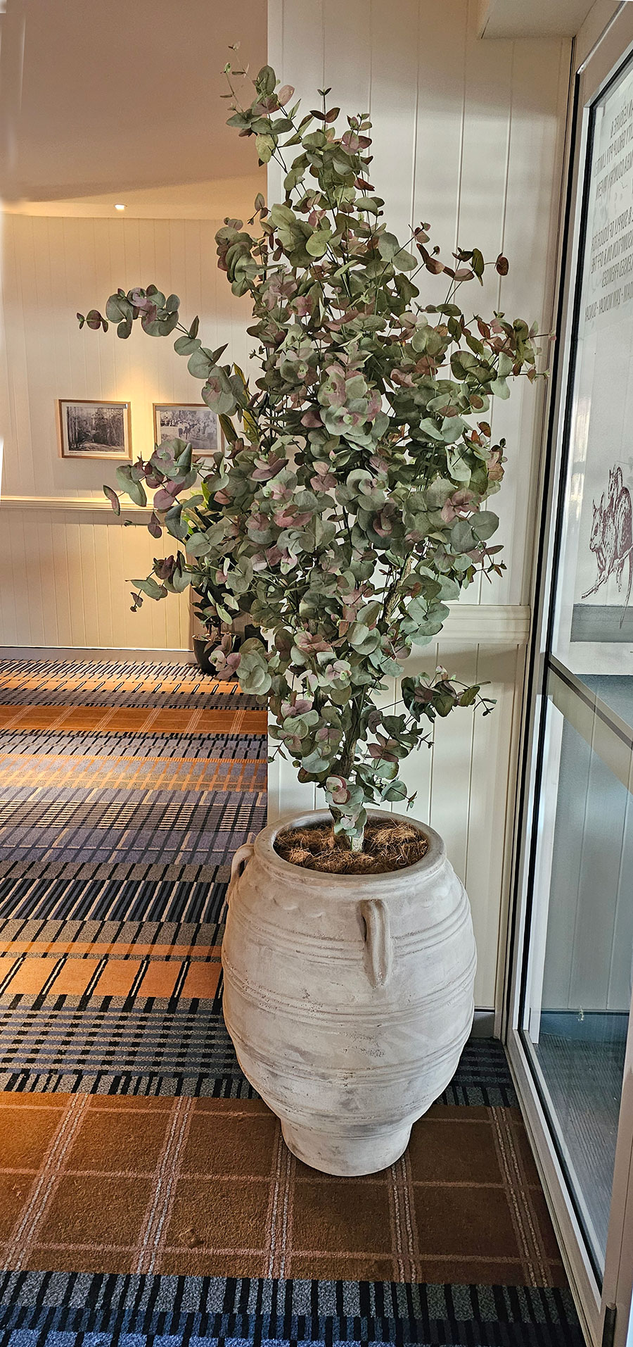 Eucalyptus 'Sweet Gum' 2.1m