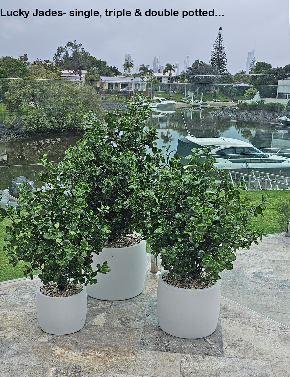 UV-Bush Lucky Jade 85cm dbl-planted