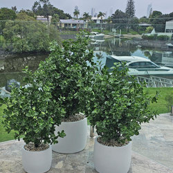 UV-Bush Lucky Jade 85cm dbl-planted - artificial plants, flowers & trees - image 1