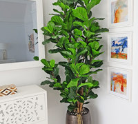 Finishing green touches for Sanctuary Cove re-furb...