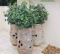 Finishing green touches for Sanctuary Cove re-furb...