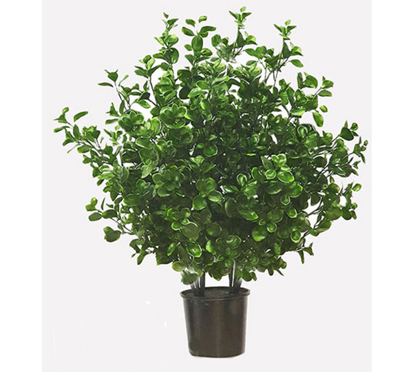 Smaller Outdoor Plants