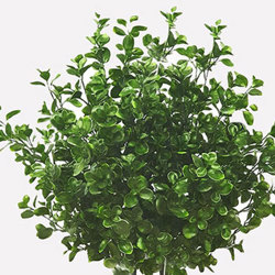 Trough Planters- with Lucky Jade Plants UV 1m  - artificial plants, flowers & trees - image 2