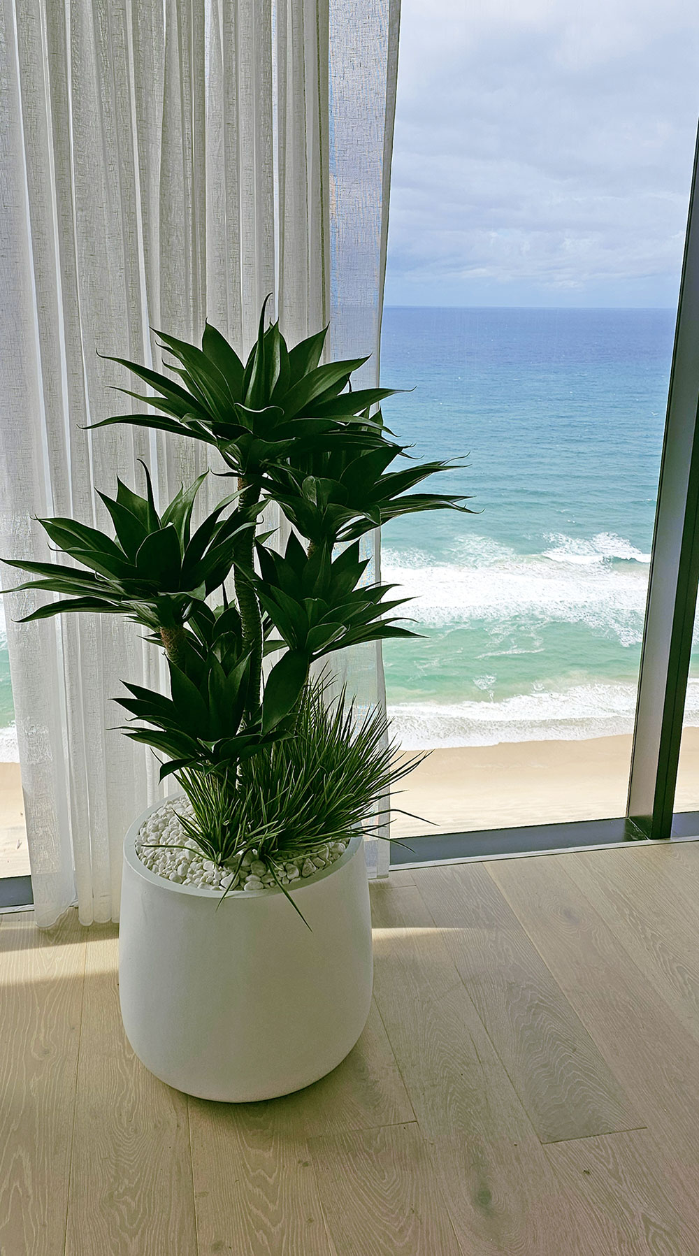 Agave Plant 1.3m with 4 heads UV