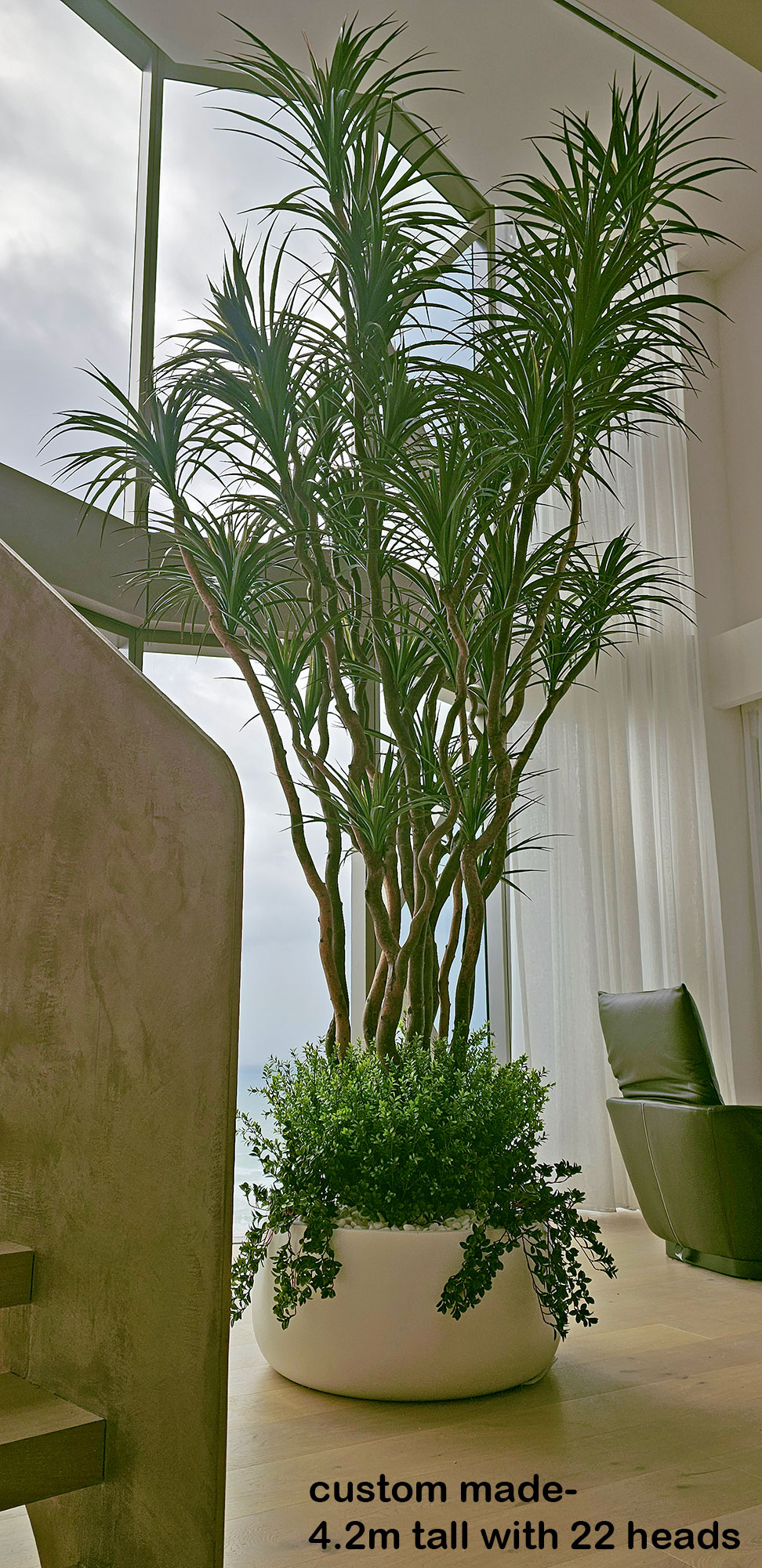 Dracaena- mini-yucca 2.1m with 10 heads