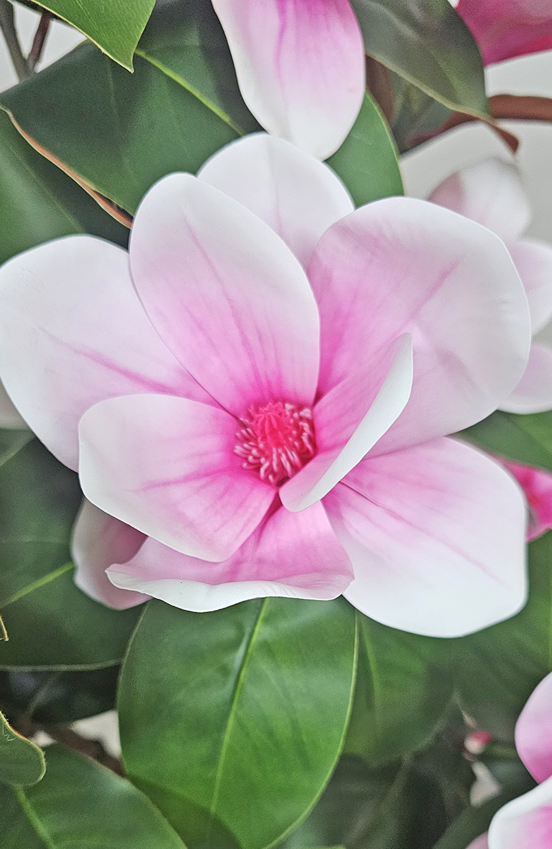 Magnolia deluxe - flowering 1.7m wh-pk