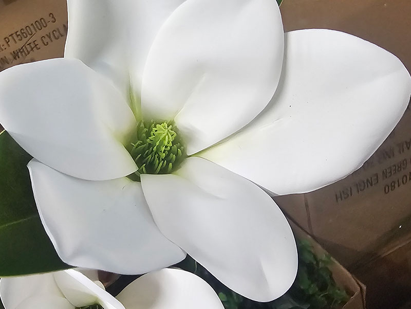 Magnolia deluxe - flowering 1.7m wh-grn