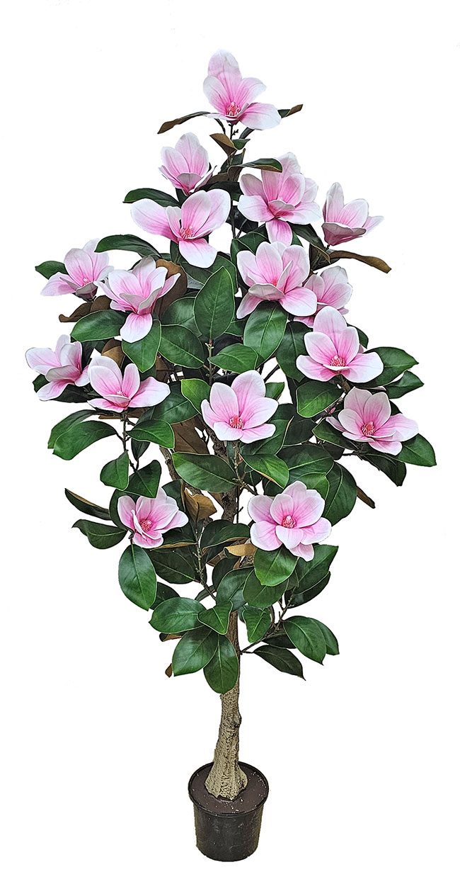 Magnolia deluxe - flowering 1.7m wh-pk