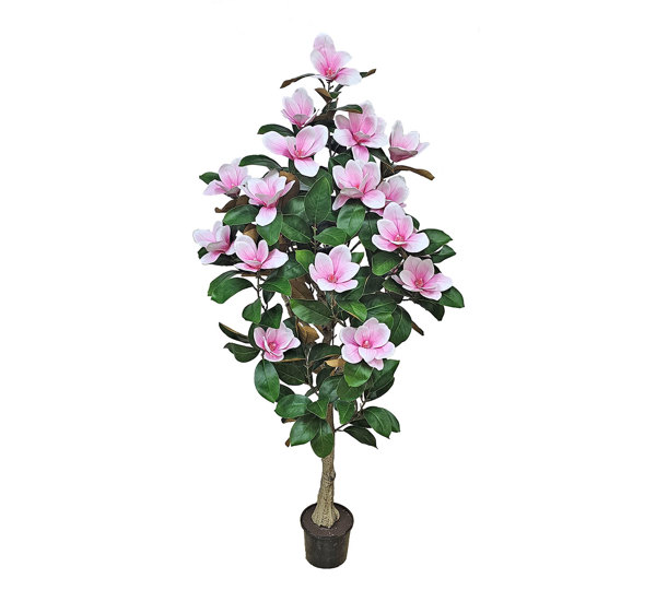 Magnolia deluxe - flowering  1.75m wh-pk