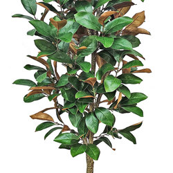 Magnolia 'little gem' 1.75m - artificial plants, flowers & trees - image 4