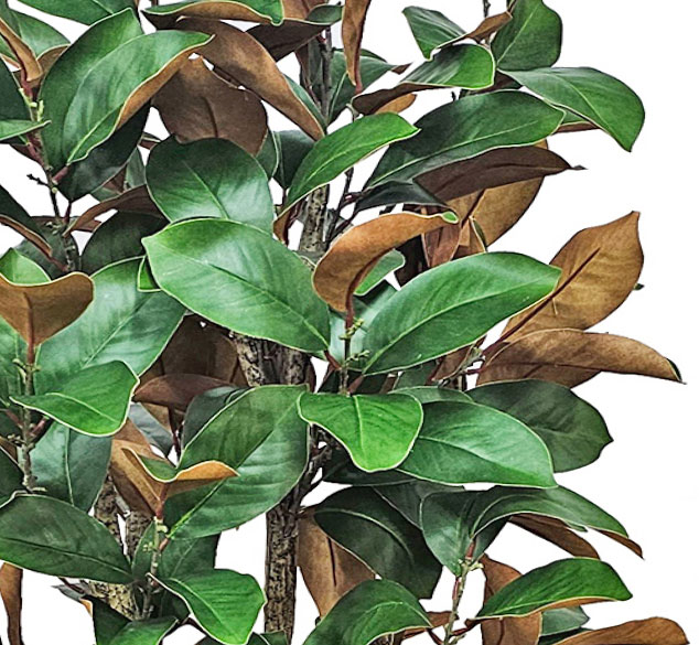 Magnolia 'little gem' 1.75m