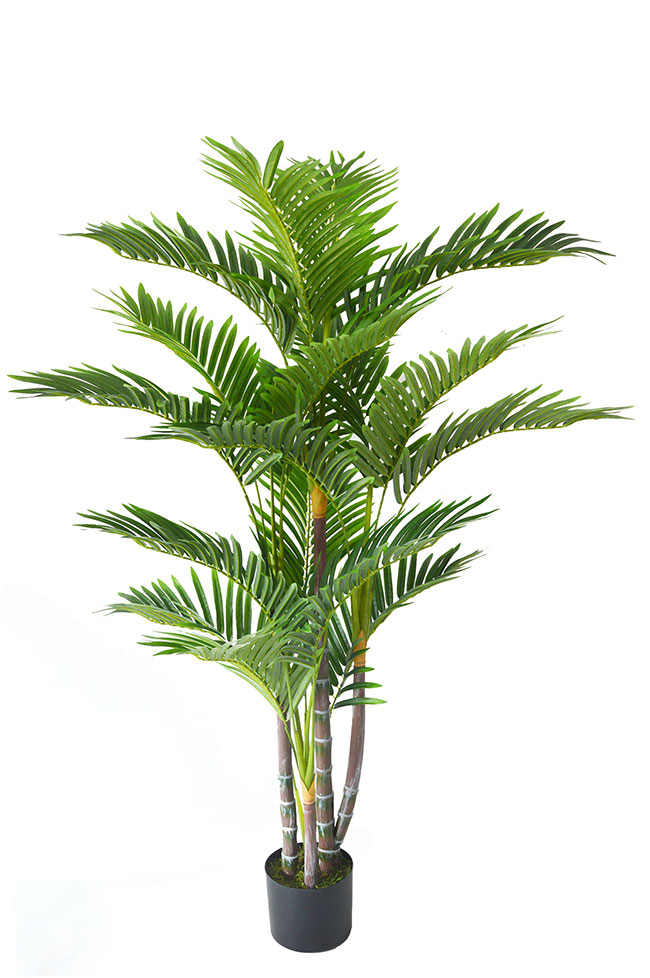 Mini-Cane Palm 1.3m 