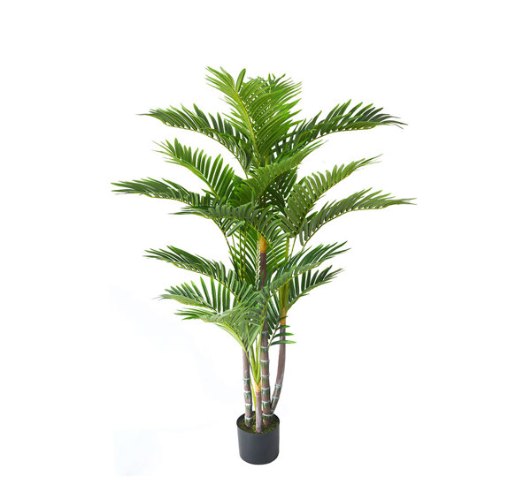 Mini-Cane Palm 1.3m