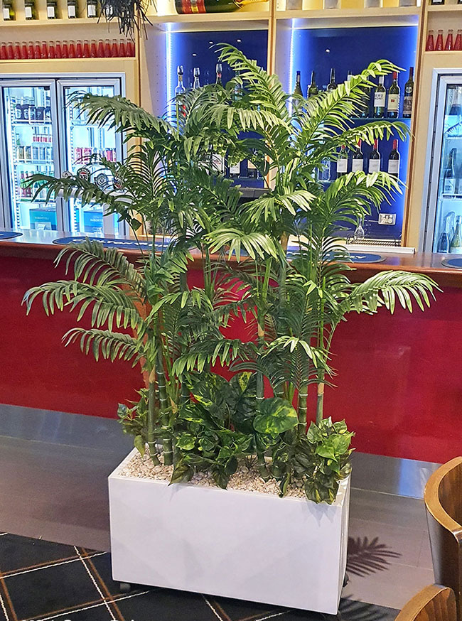 Trough Planters- with Mini-Cane Palms 1.7m tall 