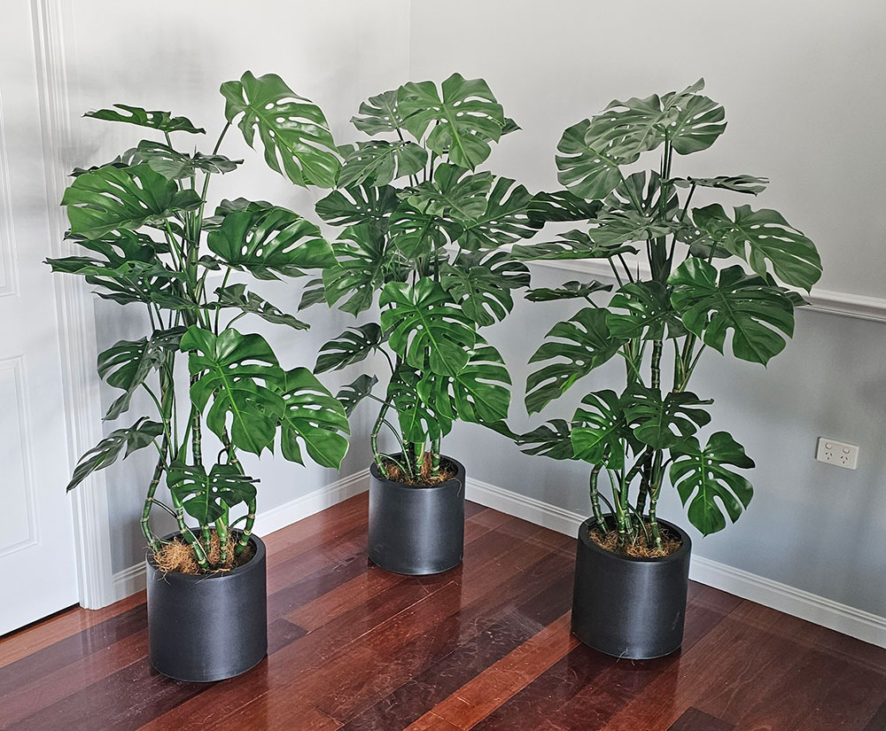 Monstera 'giant leaf' 1.6m