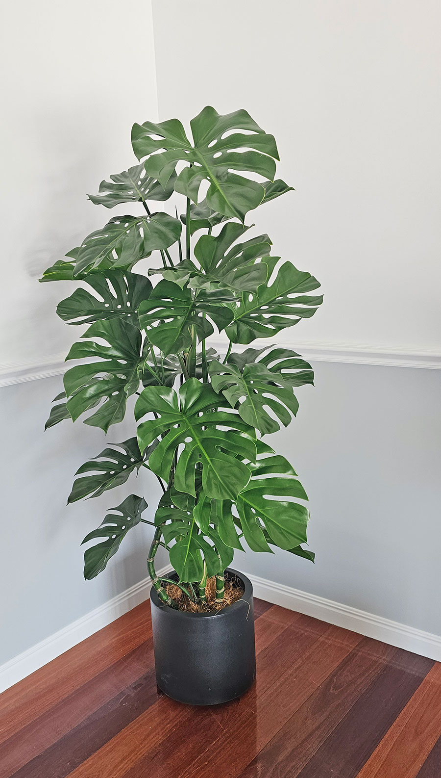 Monstera 'giant leaf' 1.6m