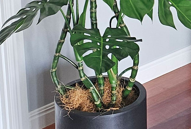 Monstera 'giant leaf' 1.6m
