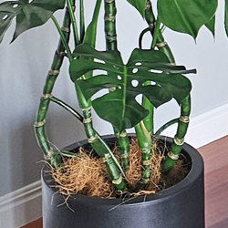 Monstera 'giant leaf' 1.6m - artificial plants, flowers & trees - image 1