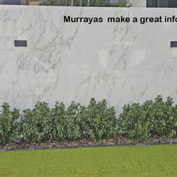 UV-Bush Murraya 80cm - artificial plants, flowers & trees - image 1