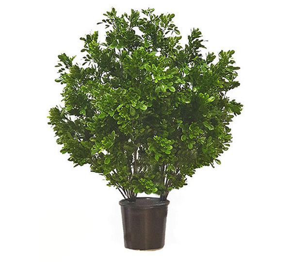 UV-Bush Murraya 85cm dbl-planted