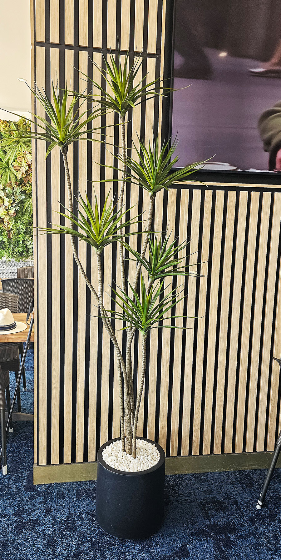 Dracaena Marginata Tree- 2.1m with 7 heads 