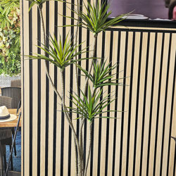 Dracaena Marginata Tree- 2.1m with 7 heads  - artificial plants, flowers & trees - image 1
