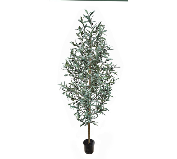 Olive Tree- narrow 1.8m