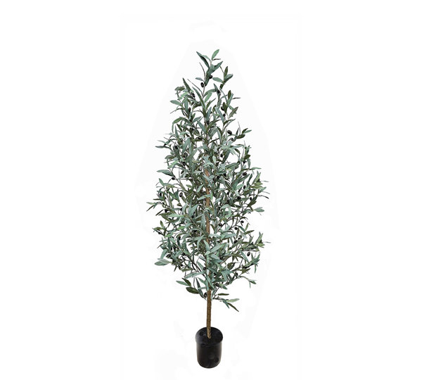 Olive Tree- narrow 1.5m