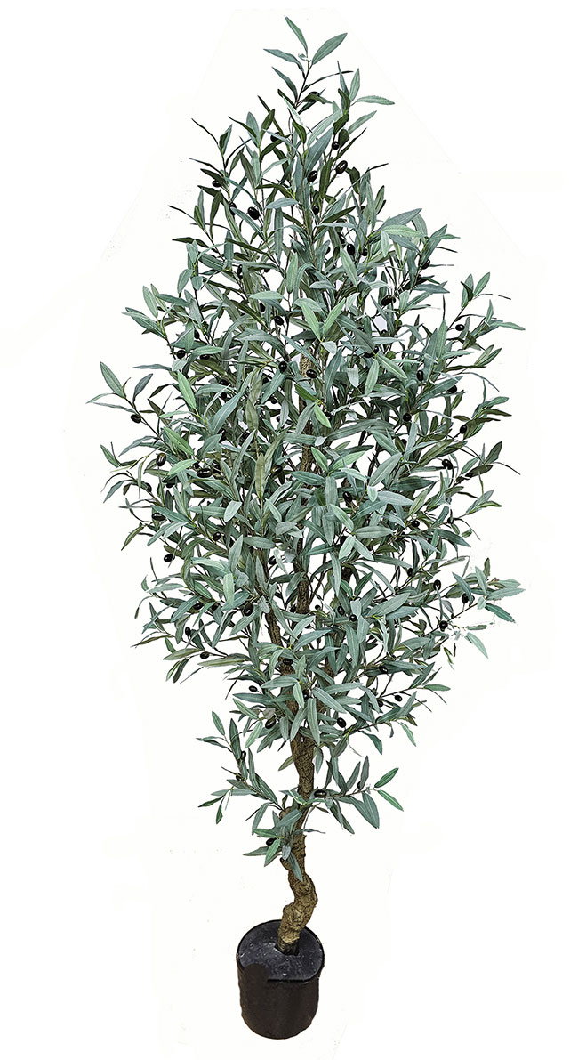 Olive Tree 2.1m deluxe