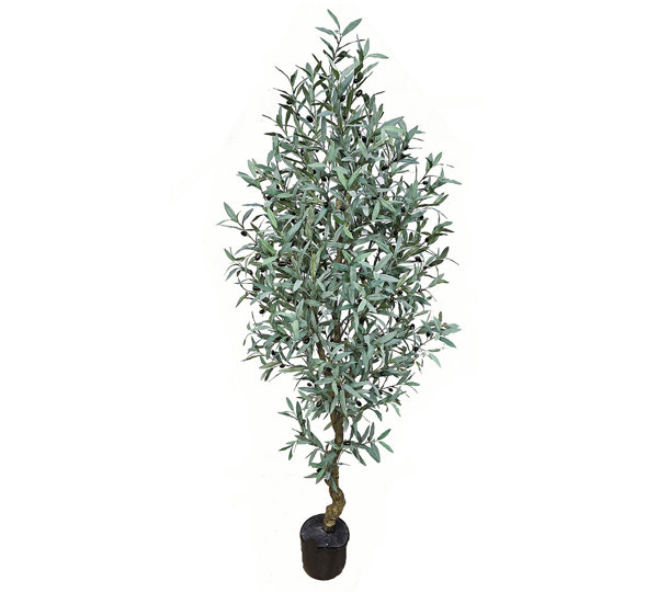 Olive Tree- deluxe 2.1m