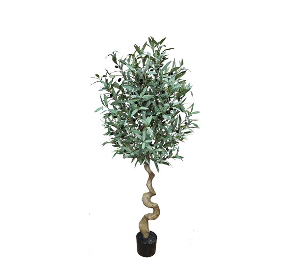 Olive Topiary Tree- 1.6m