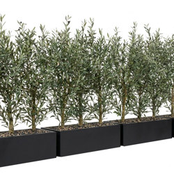 Trough Planters- with UV Olive Trees 1.4m tall  - artificial plants, flowers & trees - image 2