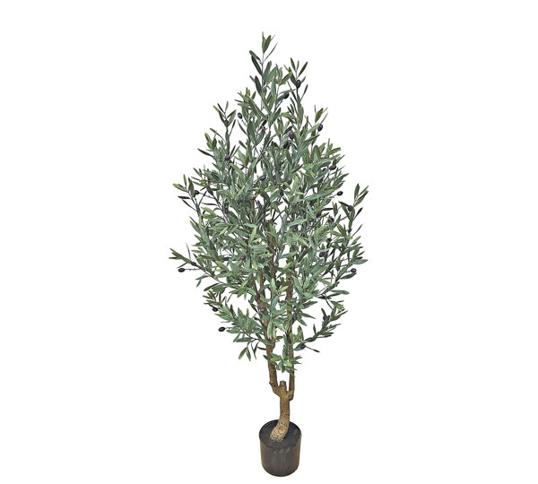 Olive Tree- UV 1.6m