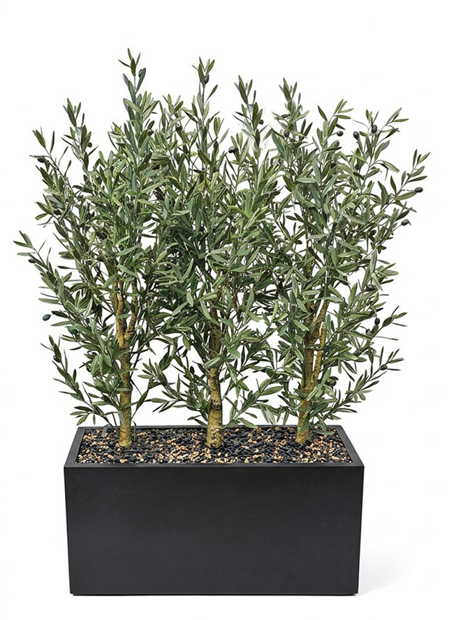 Trough Planters- with UV Olive Trees 1.4m tall 