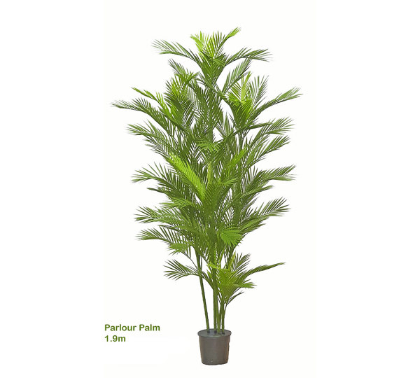Parlour Palm UV 1.9m