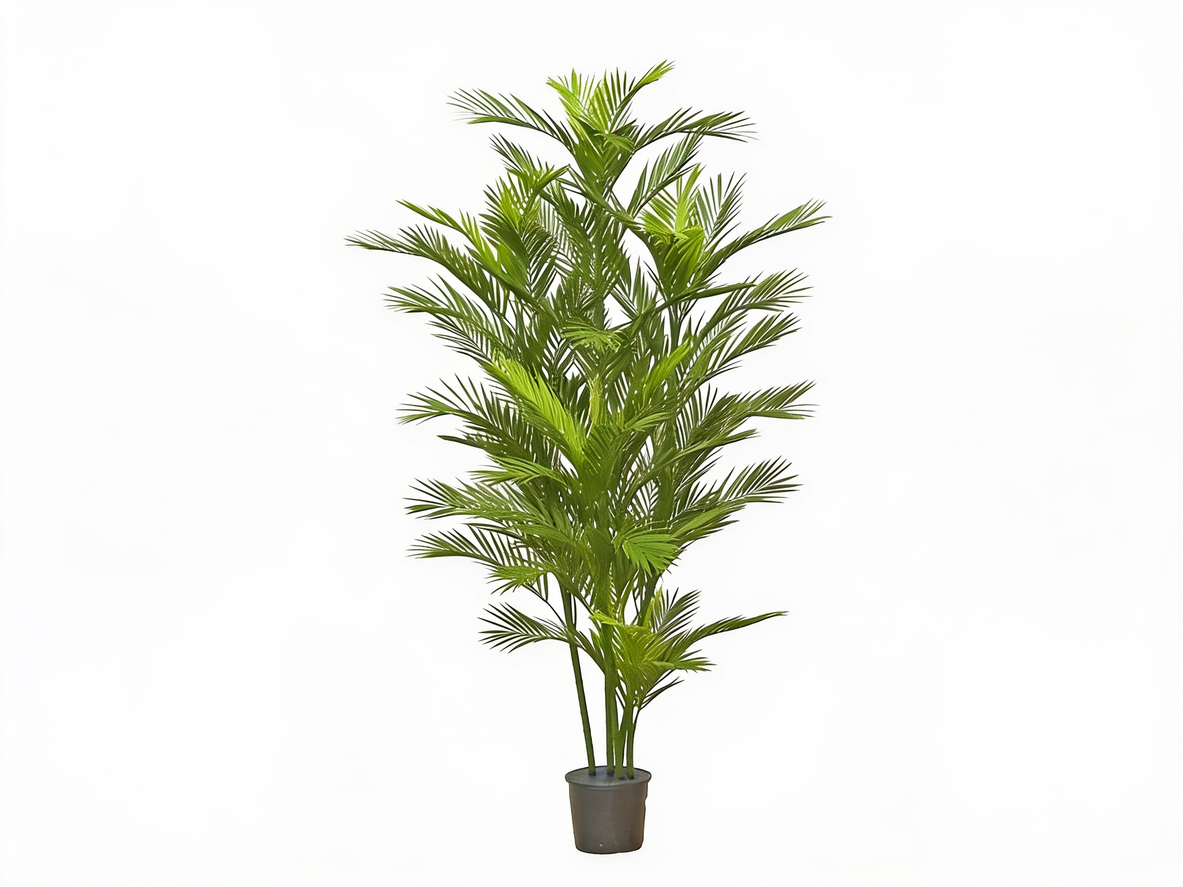 Parlour Palm UV 1.9m