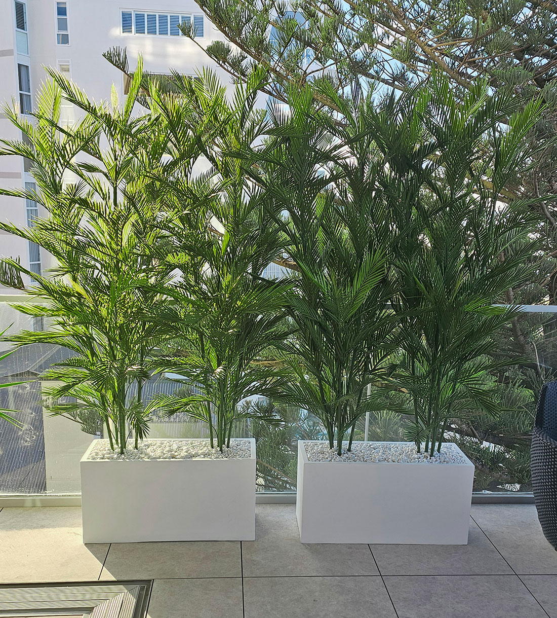 Trough Planters- with UV Parlour Palms 1.8m tall