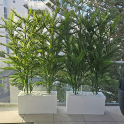 Trough Planters- with UV Parlour Palms 1.8m tall - artificial plants, flowers & trees - image 8