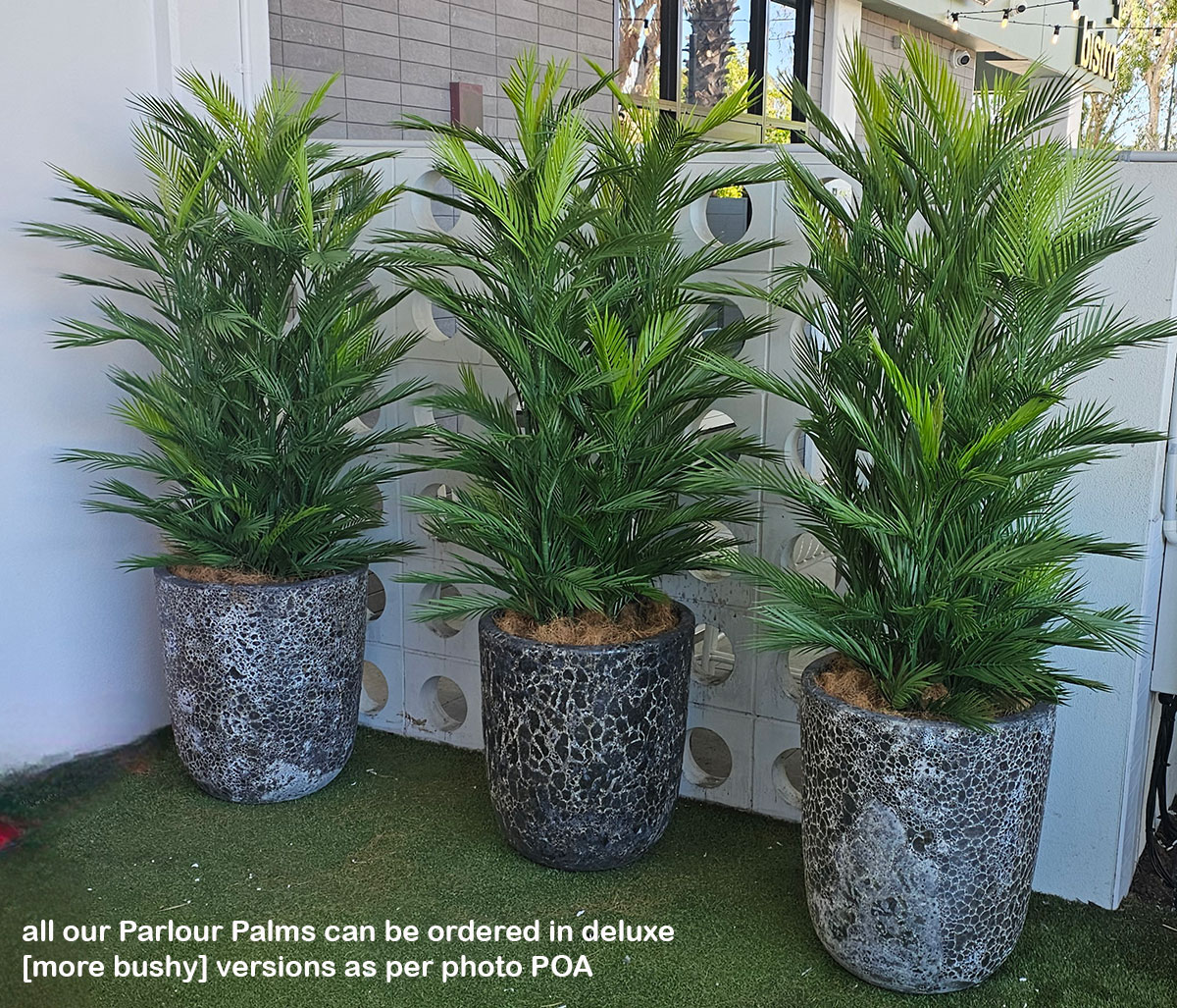 Parlour Palm UV 2.1m