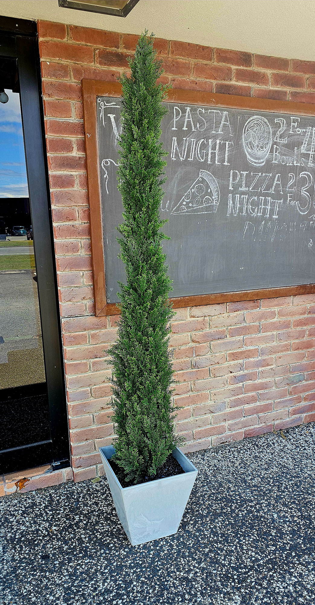 Pencil Pine 1.8m UV