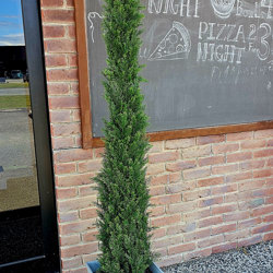 Pencil Pine 1.8m UV - artificial plants, flowers & trees - image 1