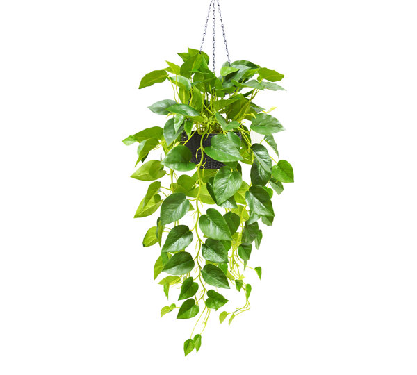 Hanging Baskets- Philo- green (special)