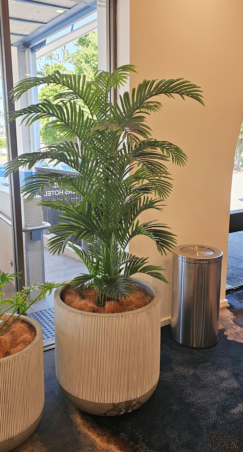 Phoenix Palm 1.8m