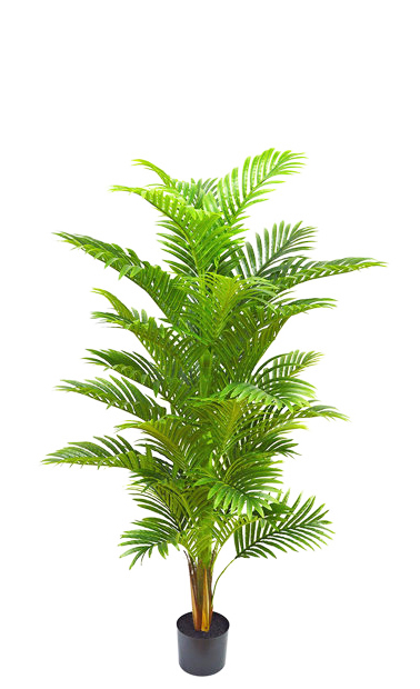 Phoenix Palm 1.5m 