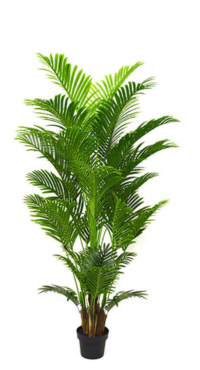 Phoenix Palm 1.8m