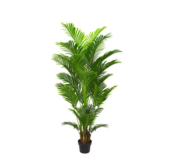 Phoenix Palm 1.8m