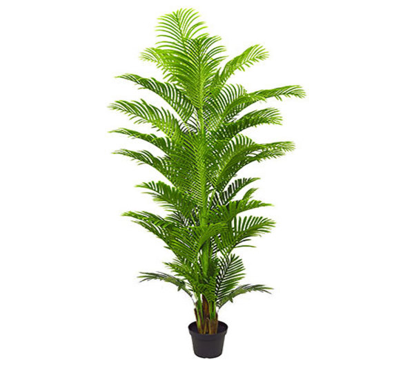 Phoenix Palm 2.4m