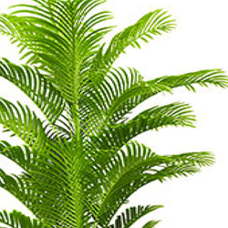 Phoenix Palm 2.1m  - artificial plants, flowers & trees - image 1